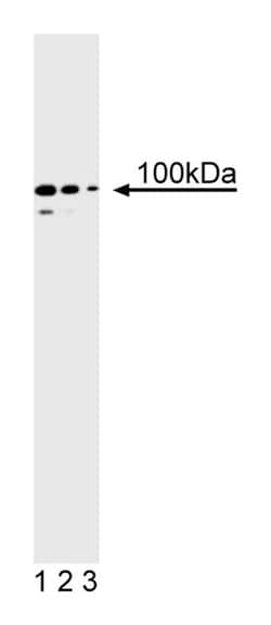 PMS2 Mouse, Unlabeled, Clone: A16-4, BD 0.1mg; Unlabeled:Antibodies, Monoclonal