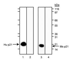 p21 Mouse, Unlabeled, Clone: SXM30, BD 0.1mg; Unlabeled:Antibodies, Monoclonal