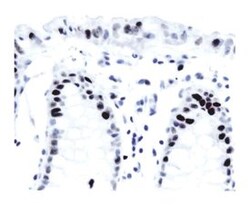 p21 Mouse, Unlabeled, Clone: SXM30, BD 0.1mg; Unlabeled:Antibodies, Monoclonal