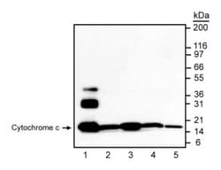 Cytochrome c Mouse, Unlabeled, Clone: 6H2.B4, BD 0.1mg; Unlabeled:Antibodies,