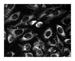 Cytochrome c Mouse, Unlabeled, Clone: 6H2.B4, BD 0.1mg; Unlabeled:Antibodies,