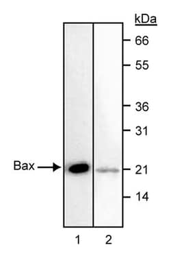 Bax Mouse, Unlabeled, Clone: 6A7, BD 0.1mg; Unlabeled:Antibodies, Monoclonal