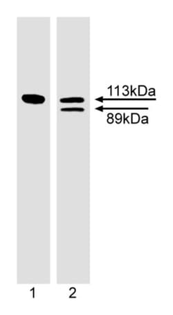 PARP Mouse anti-Human, Unlabeled, Clone: 4C10-5, BD 0.1mg; Unlabeled:Antibodies,