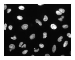 PARP Mouse anti-Human, Unlabeled, Clone: 4C10-5, BD 0.1mg; Unlabeled:Antibodies,