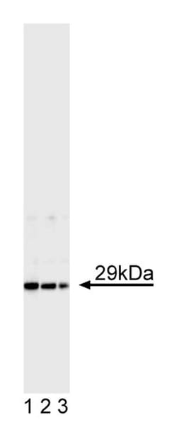 Bcl-X set Mouse, Unlabeled, Clone: 2H12, BD 150&mu;g; Unlabeled:Antibodies,