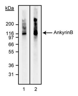 Ankyrin B Mouse, Unlabeled, Clone: 2.2, BD 0.1mg; Unlabeled:Antibodies,