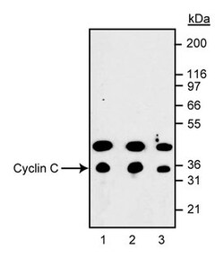 Cyclin C Rabbit, Unlabeled, Polyclonal, BD 0.1mL; Unlabeled:Antibodies,