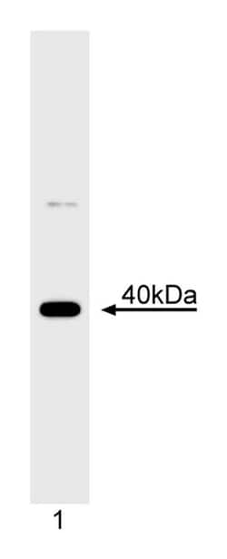 MCL-1 Mouse anti-Human, Unlabeled, Clone: 22, BD 0.1mg; Unlabeled:Antibodies,