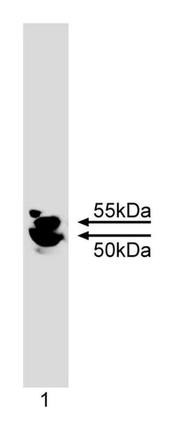 IKK Mouse, Unlabeled, Clone: C73-764, BD 0.1mg; Unlabeled:Antibodies, Monoclonal