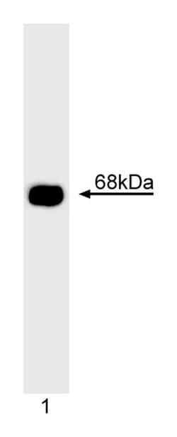 BLNK Mouse, Unlabeled, Clone: 2B11, BD 0.1mg; Unlabeled:Antikörper