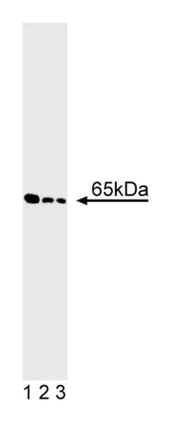 GAD65 Mouse, Unlabeled, Clone: GAD-6, BD 0.1mg; Unlabeled:Antibodies, Monoclonal