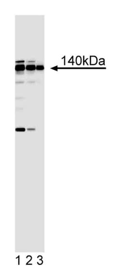 Sur-2 Mouse anti-Human, Unlabeled, Clone: D27-1805, BD 0.1mg; Unlabeled:Antibodies,