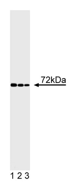 ITK Mouse, Unlabeled, Clone: 2F12, BD 50&mu;g; Unlabeled:Antibodies, Monoclonal
