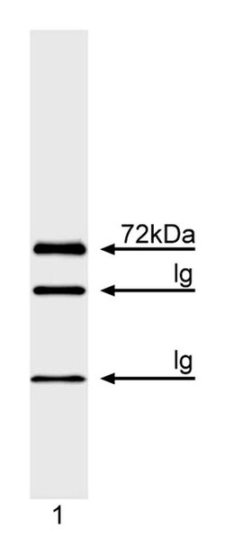 ITK Mouse, Unlabeled, Clone: 2F12, BD 50&mu;g; Unlabeled:Antibodies, Monoclonal