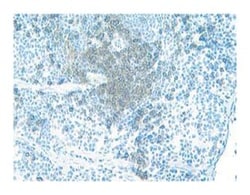 CD4 Rat anti-Mouse, Unlabeled, Clone: H129.19, BD 1mL; Unlabeled:Antibodies,