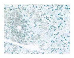CD4 Rat anti-Mouse, Unlabeled, Clone: RM4-5, BD 1mL; Unlabeled:Antibodies,