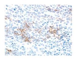 CD11c Hamster anti-Mouse, Unlabeled, Clone: HL3, BD 1mL; Unlabeled:Antibodies,