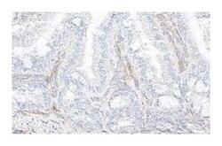 CD54 Hamster anti-Mouse, Unlabeled, Clone: 3E2, BD 1mL; Unlabeled:Antibodies,