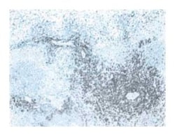 CD3 Mouse anti-Rat, Unlabeled, Clone: G4.18, BD 1mL; Unlabeled:Antibodies,