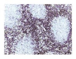CD3 Mouse anti-Human, Unlabeled, Clone: UCHT1, BD 1mL; Unlabeled:Antibodies,