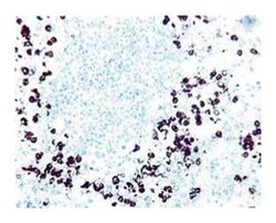 CD11b/Mac-1 Mouse anti-Human, Unlabeled, Clone: ICRF44, BD 1mL; Unlabeled:Antibodies,