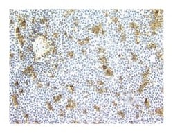 CD11c Mouse anti-Human, Unlabeled, Clone: B-LY6, BD 1mL; Unlabeled:Antibodies,