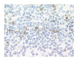 CD152 Mouse anti-Human, Unlabeled, Clone: BNI3, BD 1mL; Unlabeled:Antibodies,