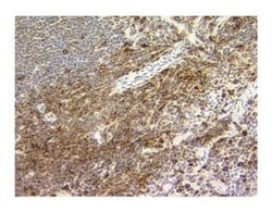 CD11a Rat anti-Mouse, Unlabeled, Clone: M17/4, BD 1mL; Unlabeled:Antibodies,