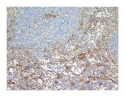 CD29 Hamster anti-Mouse, Unlabeled, Clone: HM Tests1-1, BD 1mL; Unlabeled:Anticuerpos