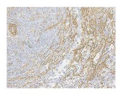 CD29 Rat anti-Mouse, Unlabeled, Clone: 9EG7, BD 1mL; Unlabeled:Antibodies,