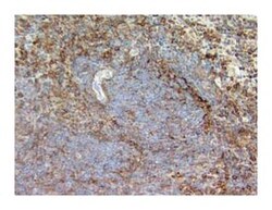 CD44 Rat anti-Mouse, Unlabeled, Clone: IM7, BD 1mL; Unlabeled:Antibodies,