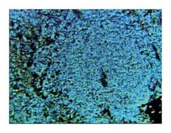 CD45 Rat anti-Mouse, Unlabeled, Clone: 30-F11, BD 1mL; Unlabeled:Antibodies,