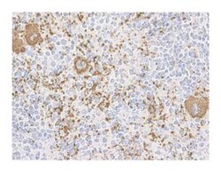CD61 Hamster anti-Mouse, Unlabeled, Clone: 2C9.G2, BD 1mL; Unlabeled:Antibodies,