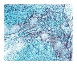 CD106 Rat anti-Mouse, Unlabeled, Clone: 429 (MVCAM.A), BD 1mL; Unlabeled:Antibodies,