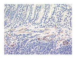 CD144 Rat anti-Mouse, Unlabeled, Clone: 11D4.1, BD 1mL; Unlabeled:Antibodies,