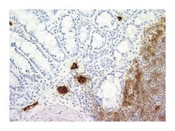MAdCAM-1 Rat anti-Mouse, Unlabeled, Clone: MECA-367, BD 1mL; Unlabeled:Antibodies,