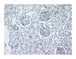 TER-119/Erythroid Cells Rat anti-Mouse, Unlabeled, Clone: TER-119, BD 1mL;