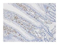 CD45 Mouse anti-Rat, Unlabeled, Clone: OX-1, BD 1mL; Unlabeled:Antibodies,