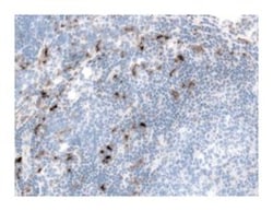 CD209 Mouse anti-Human, Unlabeled, Clone: DCN46, BD 1mL; Unlabeled:Antibodies,