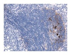 Follicular Dendritic Cell Rat anti-Mouse, Unlabeled, Clone: FDC-M1, BD