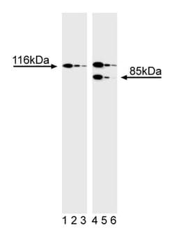 BD Apoptotic Jurkat Lysate Set I 1 Kit | Buy Online | BD | Fisher Scientific