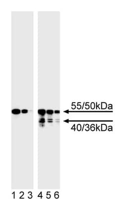 Caspase-8 Mouse anti-Human, Unlabeled, Clone: 4-1-20, BD 50&mu;g; Unlabeled:Anticuerpos