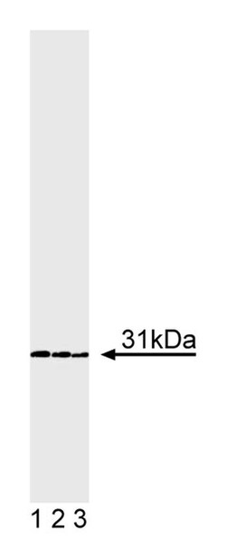 DsRed with w/control Mouse, Unlabeled, Clone: E64-1077, BD 50&mu;g; Unlabeled:Antibodies,