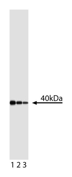 I B Mouse anti-Human, Unlabeled, Clone: 6A920, BD 50&mu;g; Unlabeled:Antibodies,