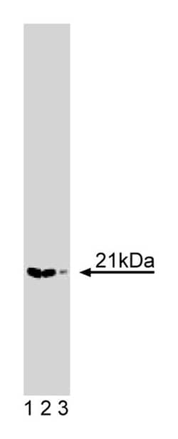p21-Arc Mouse, Unlabeled, Clone: 26, BD 50&mu;g; Unlabeled:Anticuerpos