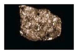 p21-Arc Mouse, Unlabeled, Clone: 26, BD 50&mu;g; Unlabeled:Anticuerpos