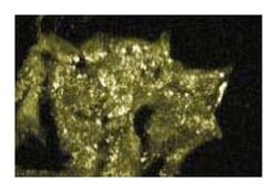 p21-Arc Mouse, FITC, Clone: 26, BD 50&mu;g; FITC:Antibodies, Monoclonal