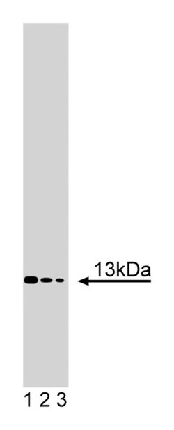Acid Ceramidase Mouse, Unlabeled, Clone: 23, BD 50&mu;g; Unlabeled:Antibodies,