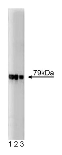 AKAP79 Mouse anti-Human, Unlabeled, Clone: 22, BD 50&mu;g; Unlabeled:Antibodies,