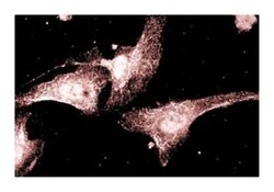 AKAP79 Mouse anti-Human, Unlabeled, Clone: 22, BD 50&mu;g; Unlabeled:Antibodies,